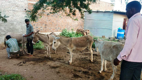 Donkey's Milk Soap