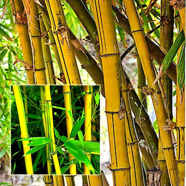 Natural Bamboo and Coconut Shell Puttu Maker (Yellow)