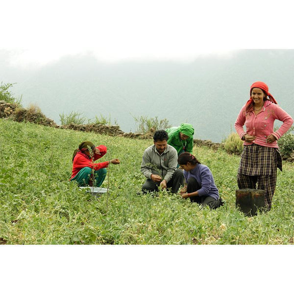 Organic Multi Millet Flour from the Himalayas, 500g
