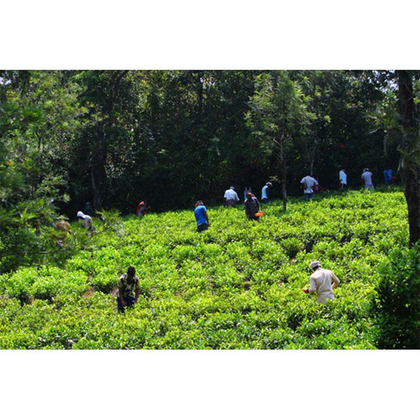 Green Tea (125g) created by the villagers of Palar