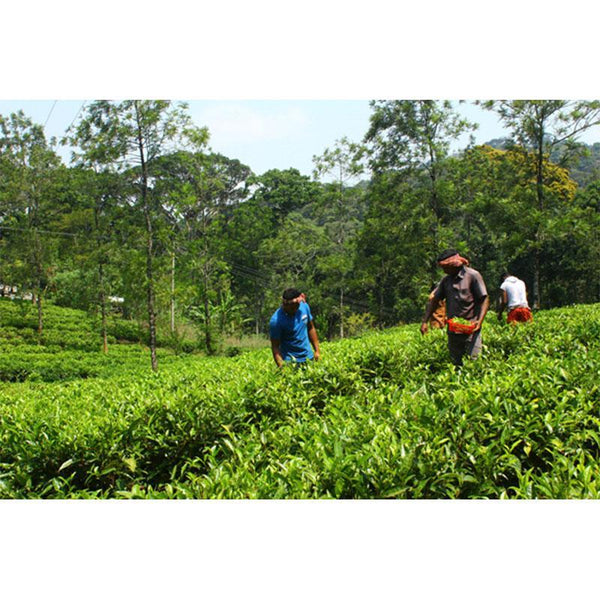 Green Tea (60g) created by the villagers of Palar