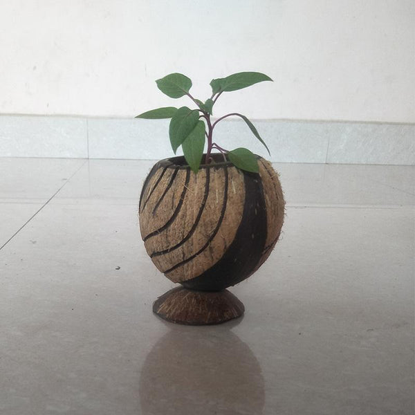 Coconut Shell Bowl Planter/ Penstand Handcrafted by Rural Artisans of Alangulam