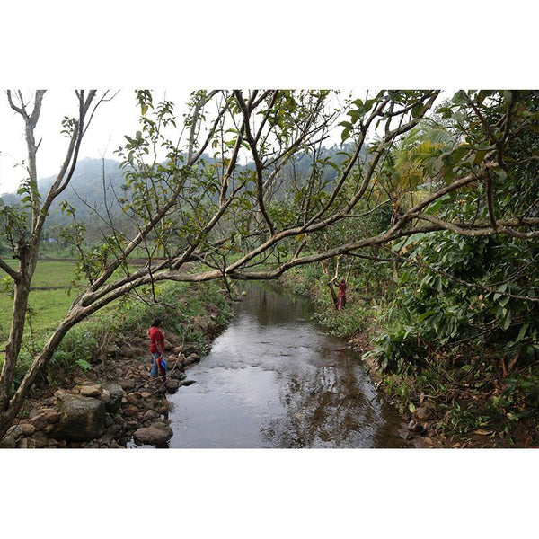 27 Jul, 3 Aug, 10 Aug, 11 Aug : A trip to Makuvalli amidst the Idukki Reserve Forest (Kerala) - 2 Day Package  - Ex Pazhayarikandam