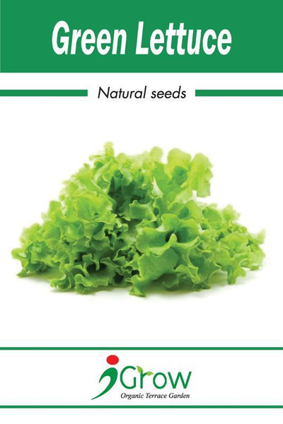 Naturally-Treated Organic Green Lettuce Seeds - 50 Seeds Per Pack (Pack of 2)