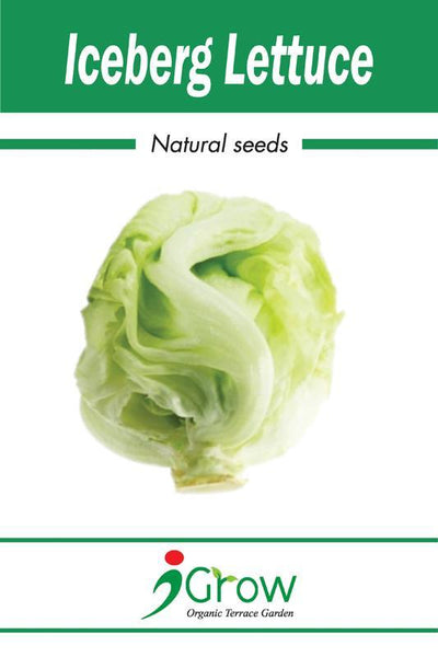 Naturally-Treated Organic Iceberg Lettuce Seeds - 50 Seeds Per Pack (Pack of 2)