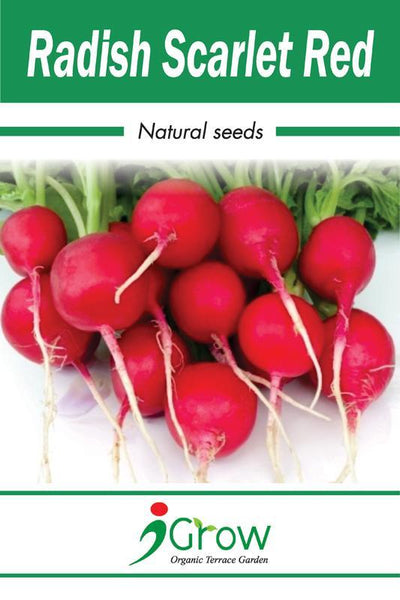 Naturally-Treated Organic Red Radish Seeds - 50 Seeds Per Pack (Pack of 2)