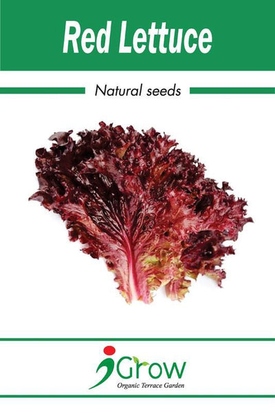 Naturally Treated Organic Red Lettuce Seeds- 50 Seeds Per Pack (Pack of 2 )