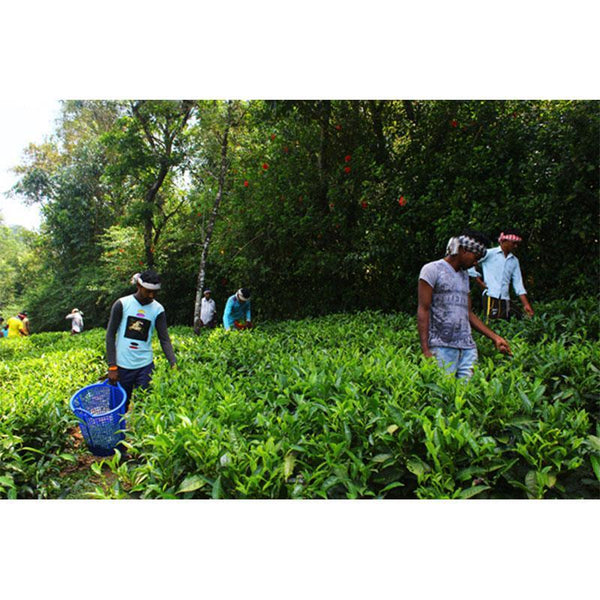 Orthodox Leaf Tea (125g) created by the villagers of Palar