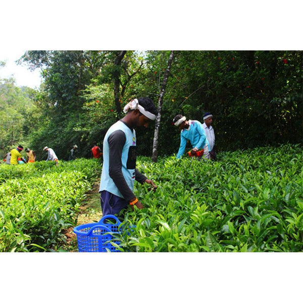 Orthodox Orange Pekoe (60g) created by the villagers of Palar