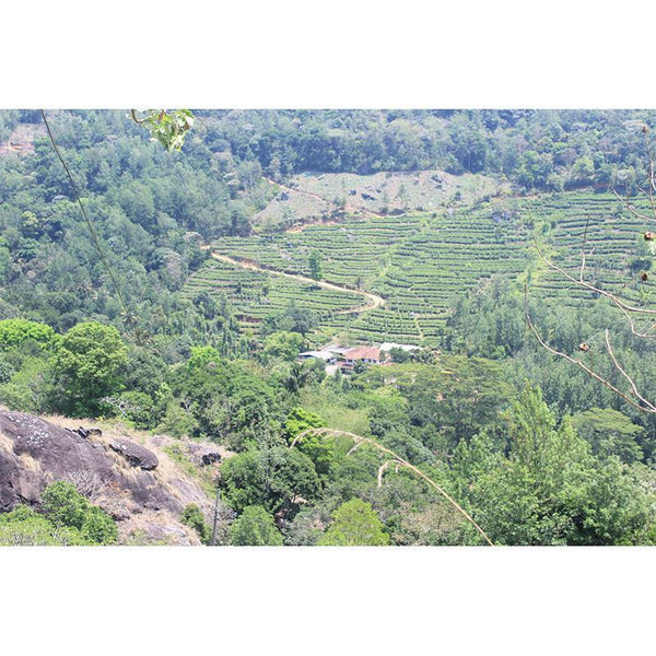 Experience life in the plantation village of Palar, Tamil Nadu  - 1 Day Trip - Ex Palar, TN