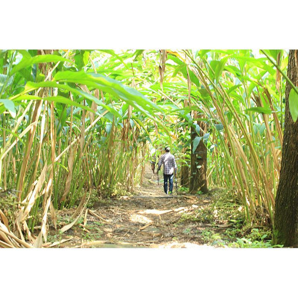 Experience life in the plantation village of Palar, Tamil Nadu  - 1 Day Trip - Ex Palar, TN
