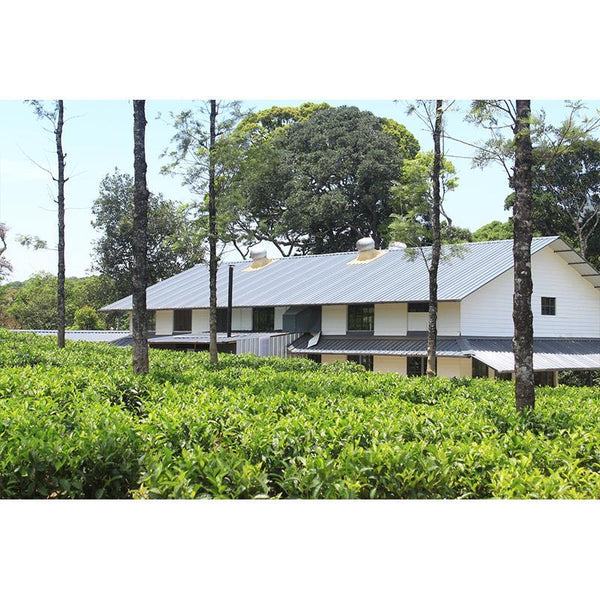 Experience life in the plantation village of Palar, Tamil Nadu  - 1 Day Trip - Ex Palar, TN