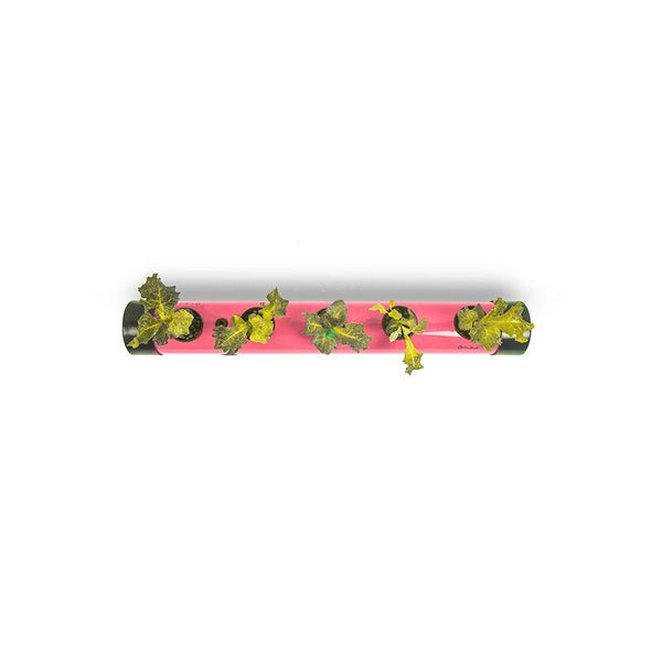 Pindpipe - Hydroponic Growing Kit for In-House Farming