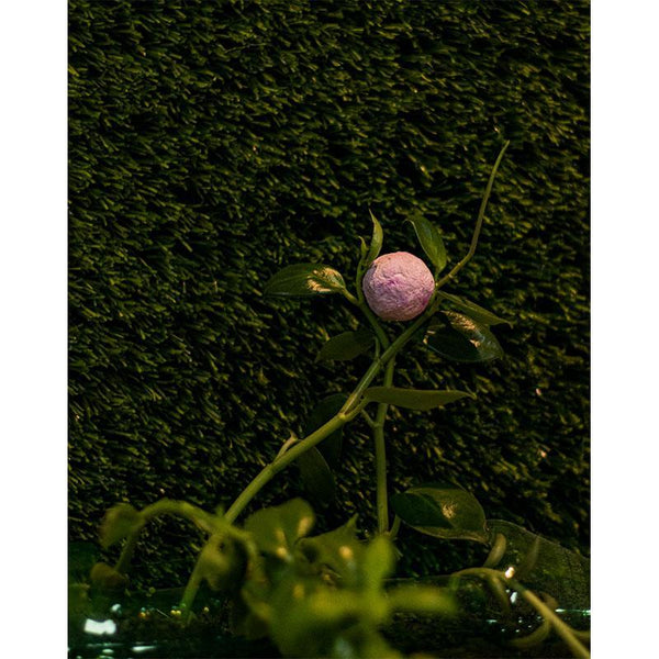 Pack of 12 Seed Bombs