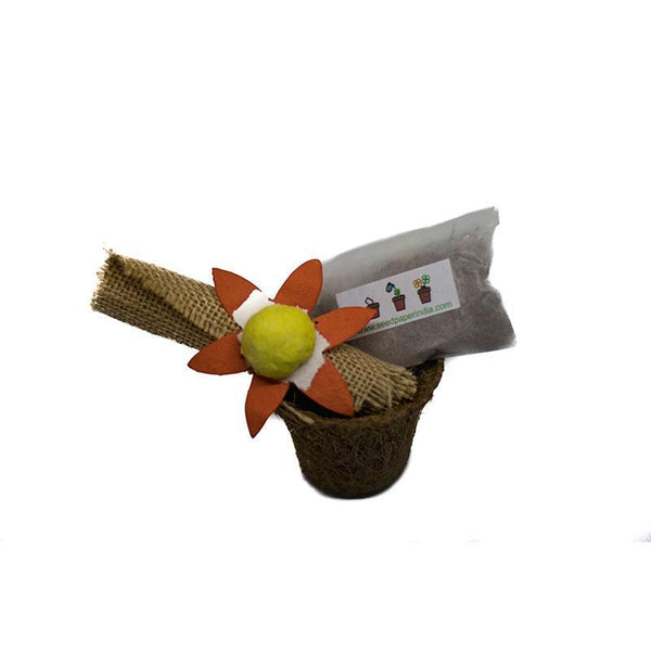Handmade Plantable Seed Rakhi  Kit