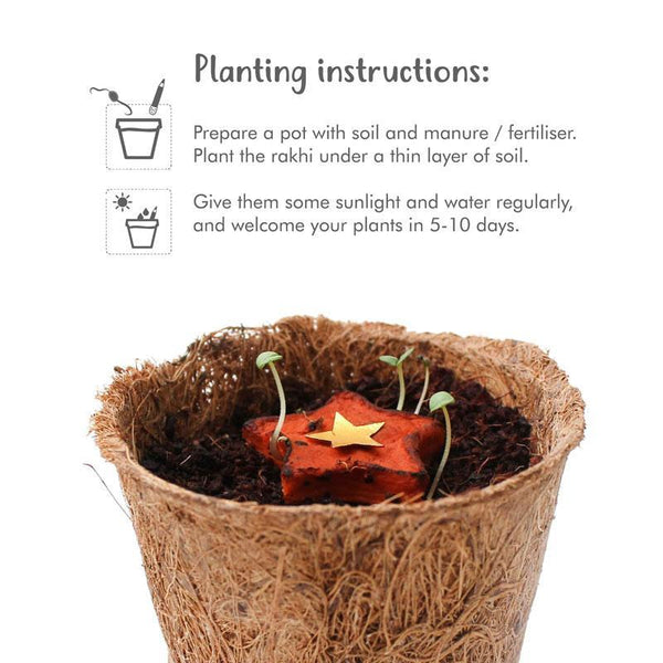 Eco-Friendly Rakhi Box Set with 3 Plantable Seed Rakhis (2 Adults + 1 Kids)
