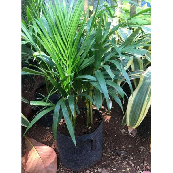 Recycled Grow Bag for Indoor and Outdoor Gardening - 23cm * 23cm (Black)- Pack of 2