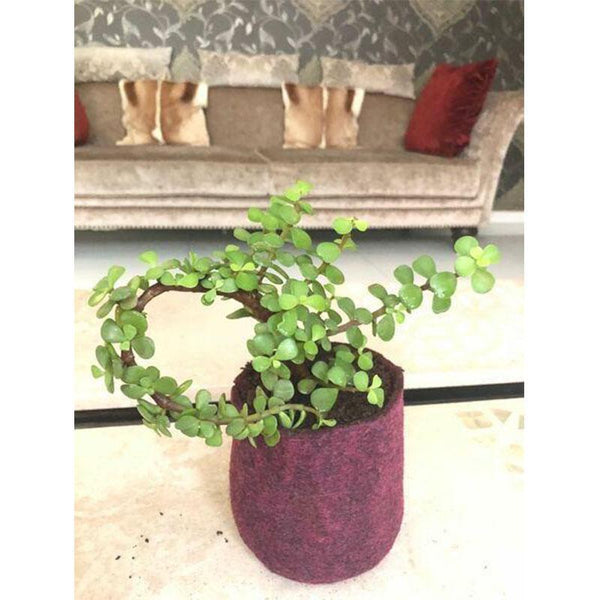 Recycled Grow Bag for Indoor and Outdoor Gardening - 23cm * 23cm (Red)- Pack of 2