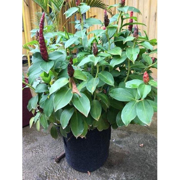 Recycled Grow Bag for Indoor and Outdoor Gardening - 30cm * 30cm (Black)- Pack of 3