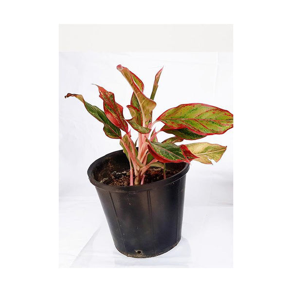 Rubber Pots Made from Upcycled Tyres  - Black (Pack of 2)