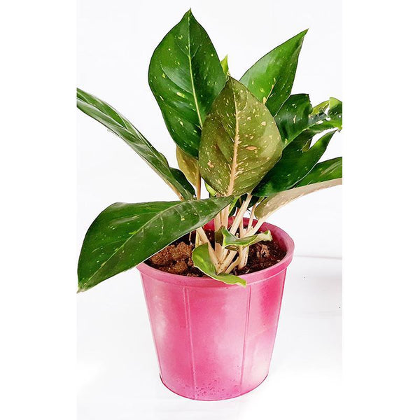 Rubber Pots Made from Upcycled Tyres - Red (Pack of 5)