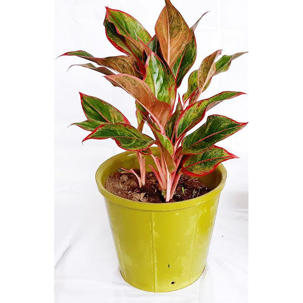 Rubber Pots Made from Upcycled Tyres - Green (Pack of 10)
