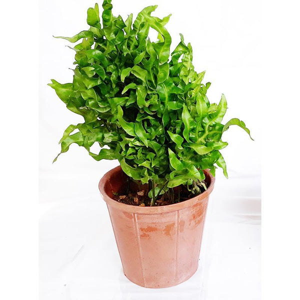Rubber Pots Made from Upcycled Tyres - Pink (Pack of 10)
