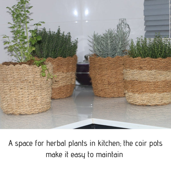 Petite Coir Planters